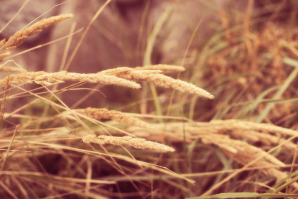 Spike and green grass on blurred background old stone wall. Spike and green grass on blurred background old stone wall. Village summer landscape bed of hay stock pictures, royalty-free photos & images