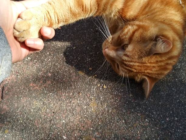 istock A tabby cat outdoor - shaking hand with a cat 1148543786