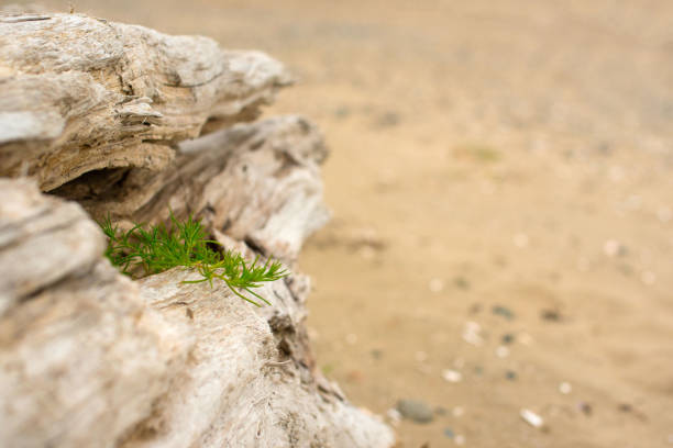 istock Old snag, lying on the grass by the sea. 1148543852