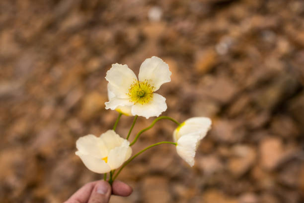 Farmer examining unfolded opium poppy flower in field, selective focus