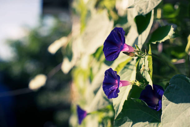 istock Bright flower bindweed on background of green foliage. 1148543953