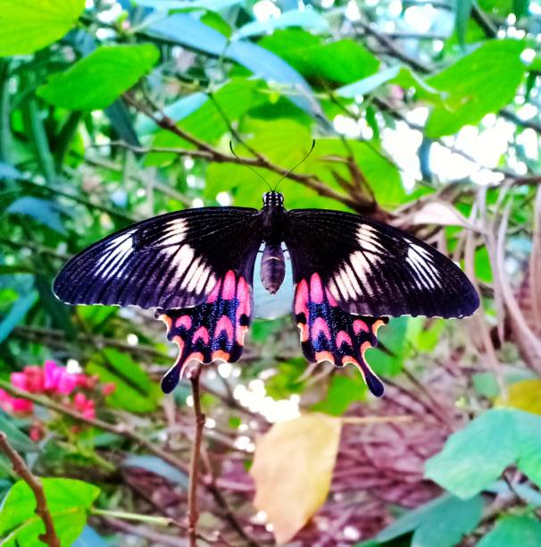 Butterfly Colourful butterfly asian swallowtail butterfly photos stock pictures, royalty-free photos & images