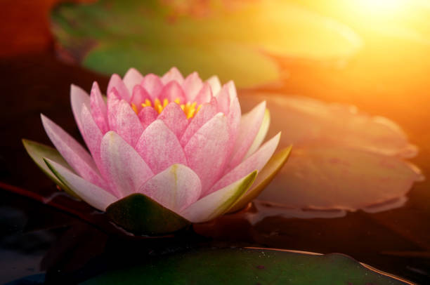 istock Pink lotus flower 1148546088