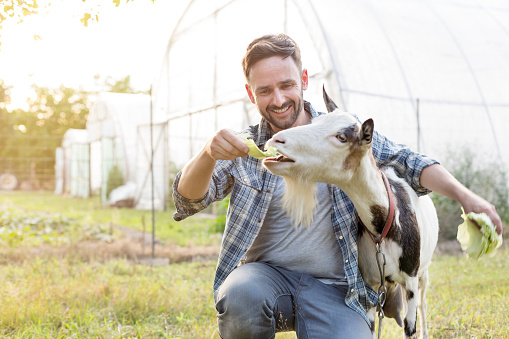 Smiling mid adult man feeding cabbage to goat at farm