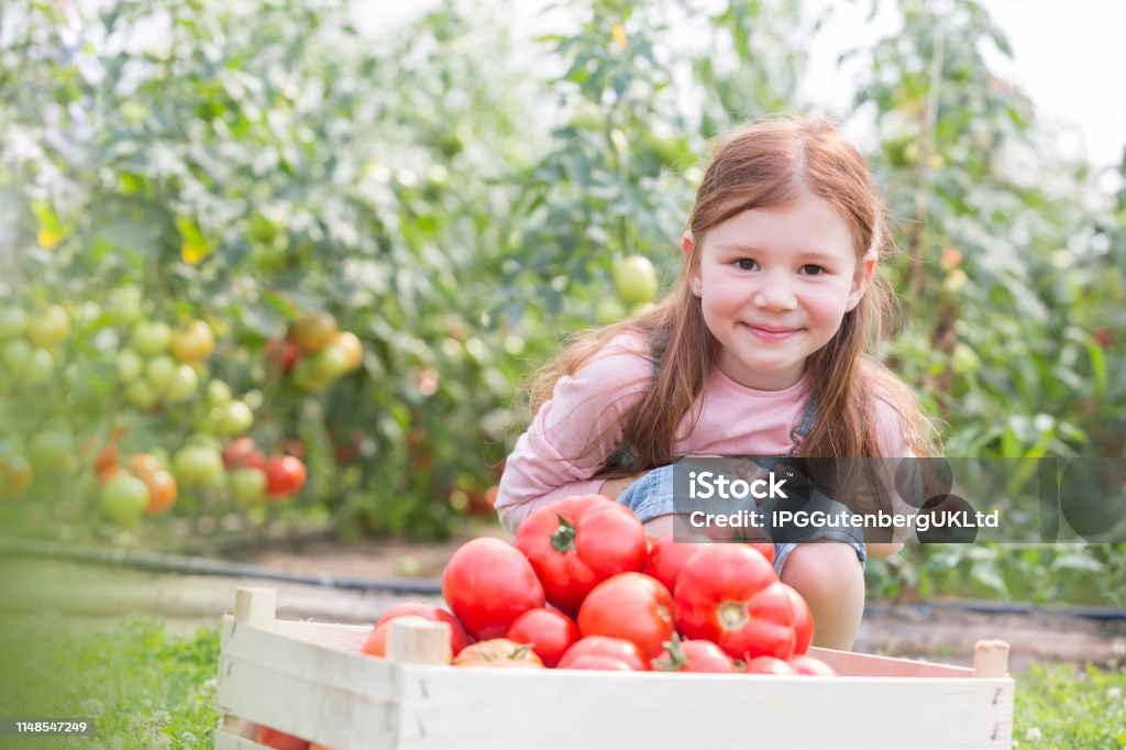 Portrait of smiling girl with fresh organic tomatoes in crate at farm Agriculture Stock Photo