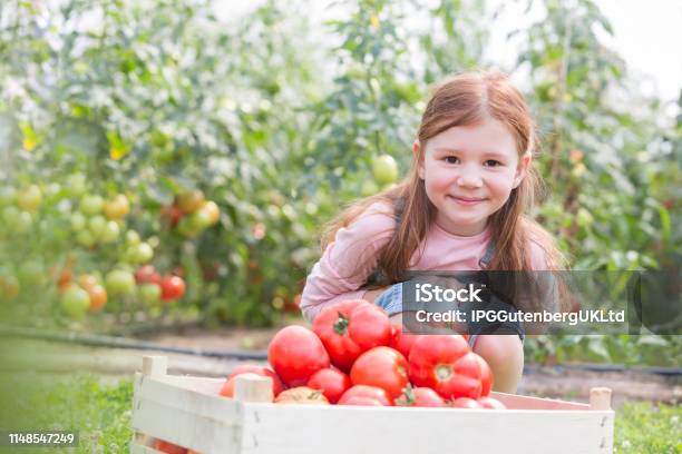 Portrait Of Smiling Girl With Fresh Organic Tomatoes In Crate At Farm Stock Photo - Download Image Now