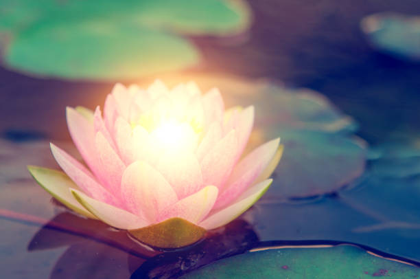 istock Pink lotus flower 1148547255
