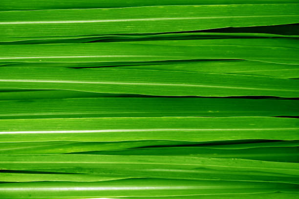 Fresh green lemongrass leaves background full frame.