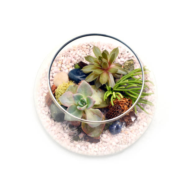 Small terrarium with green plants and white rocks shown from above on white background