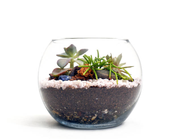 istock Terrarium with succulents on white background 1148548342