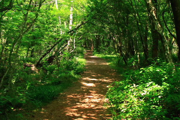 istock Water tea, forest, promenade, 1148548586