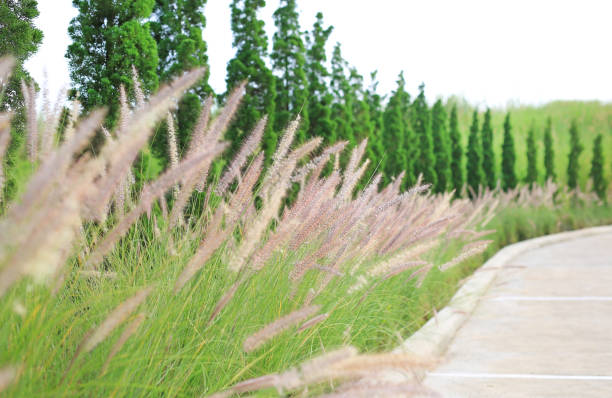 istock Dried wild grass flower in nature background. 1148548590