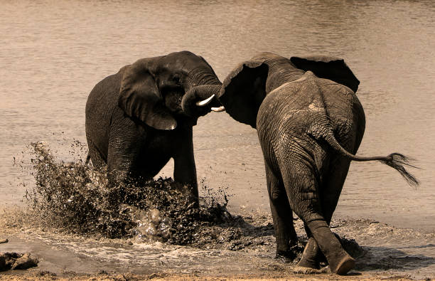 istock two elephant are fighting on field 1148549348