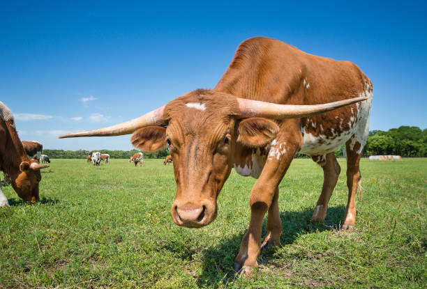 istock Texas longhorn cattle grazing on spring pasture 1148549587