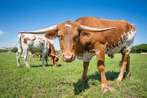 istock Texas longhorn cattle grazing on spring pasture 1148549641