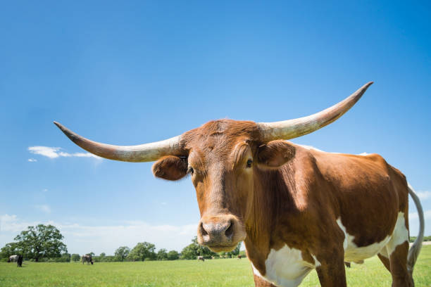 istock Closeup of Texas longhorn on spring pasture 1148549653