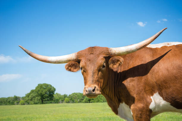 nahaufnahme von texas longhorn auf frühlingsweide - texas texas longhorn cattle cattle ranch stock-fotos und bilder