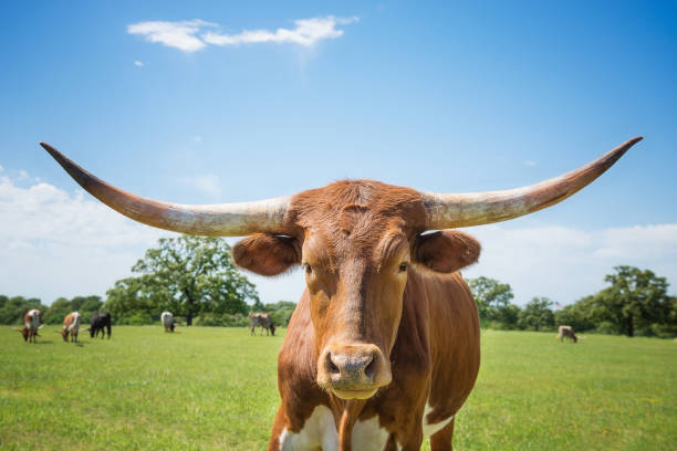 istock Closeup of Texas longhorn on spring pasture 1148549698