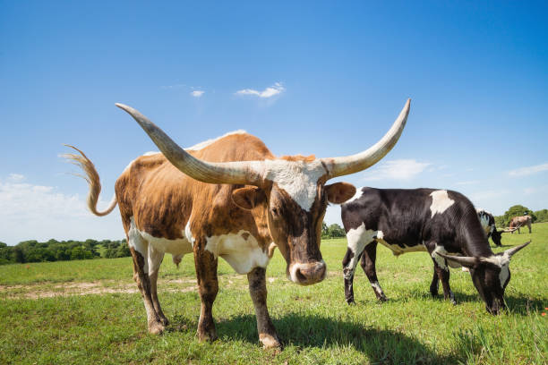 istock Texas longhorn cattle grazing on spring pasture 1148549725