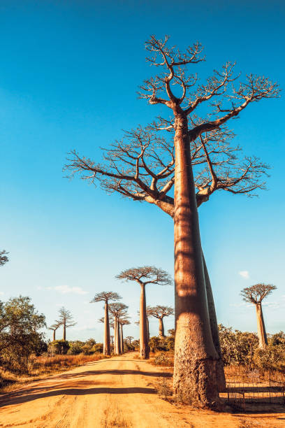 istock Baobabs against sunset Morandava Madagascar 1148550326