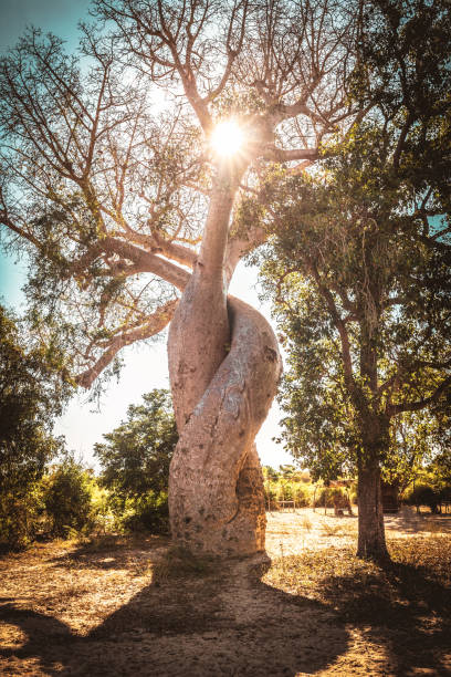 Baobabs against sunset Morandava Madagaskar