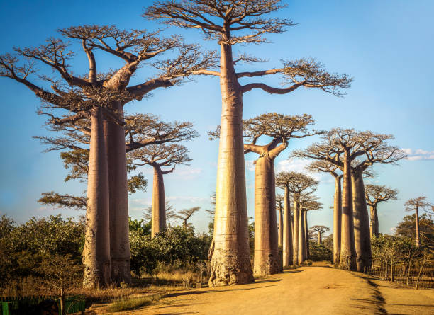 istock Baobabs against sunset Morandava Madagascar 1148550370