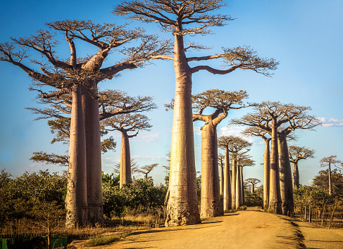 Baobabs against sunset Morandava Madagaskar