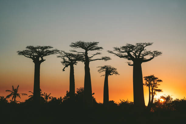 istock Baobabs against sunset Morandava Madagascar 1148550375