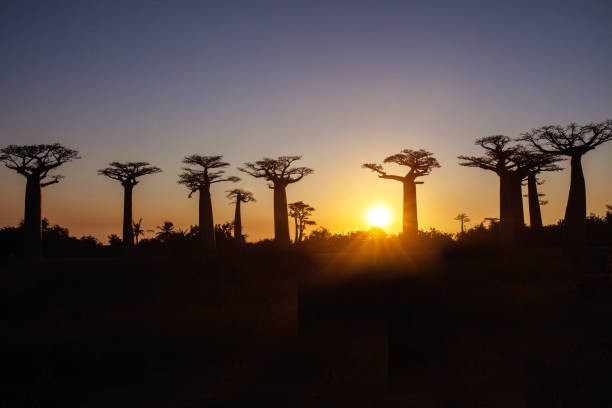 istock Baobabs against sunset Morandava Madagaskar 1148550381