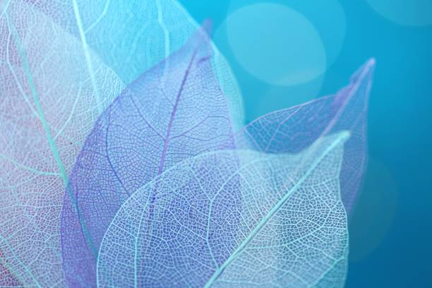 Skeleton Blue Leaf Set Macro.skeletonized leaf close-up on blue blurred background.Group of skeleton leaves.Macro structure delicate skeletonized leaf.Blue Abstract Leaves Background