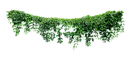 Colgante de enredaderas de follaje de hiedra selva, hojas verdes en forma de corazón escalada telón de fondo naturaleza aislada sobre fondo blanco con trazado de recorte. photo