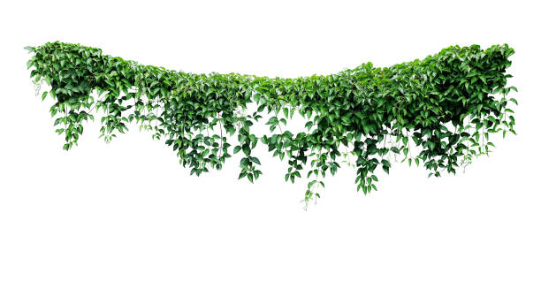 ぶら下がっているブドウのツタの葉ジャングルの茂み、ハート型の緑の葉はクリッピングパスで白い背景に孤立した植物の自然の背景を登ります。 - つる草 ストックフォトと画像
