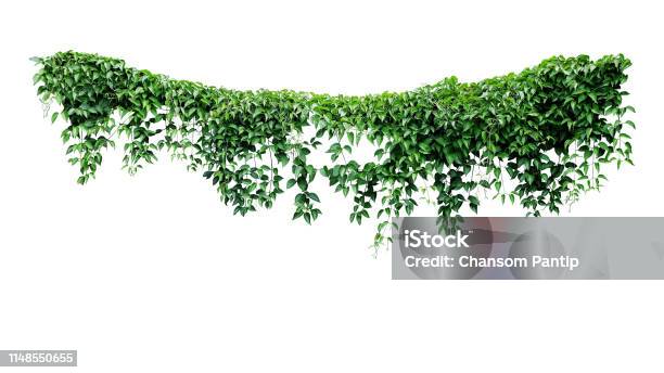 매달려 포도 나무 덩굴 단풍 정글 부시 심장 모양의 녹색은 클리핑 경로와 흰색 배경에 고립 된 식물 자연 배경 등반 나뭇잎 식물에 대한 스톡 사진 및 기타 이미지