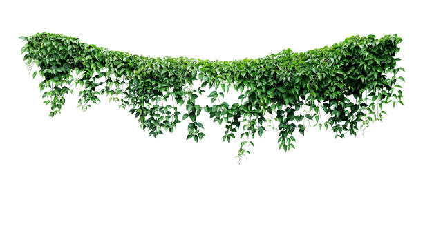 Hanging Vines Ivy Foliage Jungle Bush Heart Shaped Green Leaves