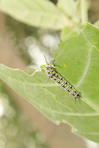 istock Macro shot of Monarch caterpillar 1148550679