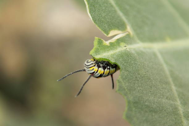 gąsienica - branch caterpillar animal hair insect zdjęcia i obrazy z banku zdjęć