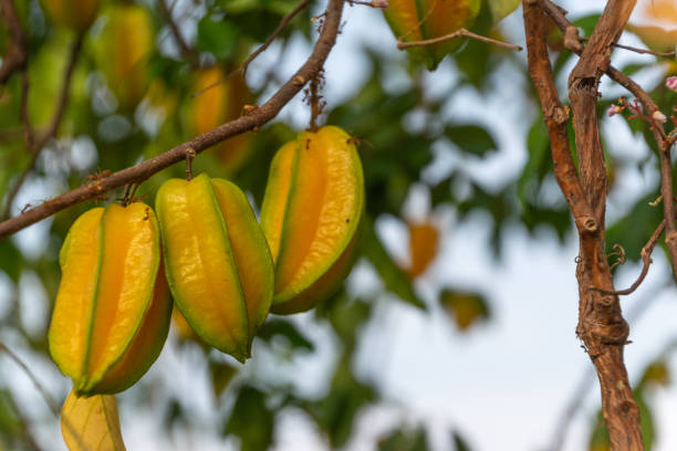 Star Fruit,Star apple, Carambola, Averrhoa carambola, Fruit in Thailand Star Fruit,Star apple, Carambola, Averrhoa carambola, Fruit in Thailand starfruit stock pictures, royalty-free photos & images