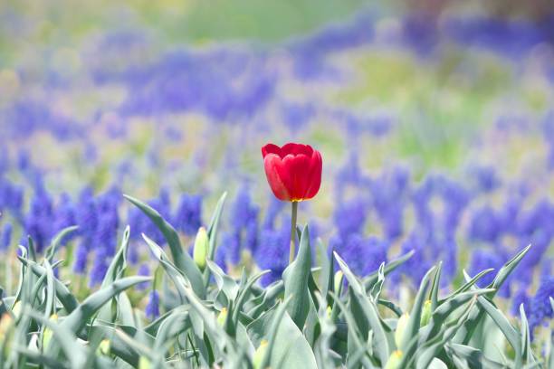 istock Tulip of lily garden 1148554951