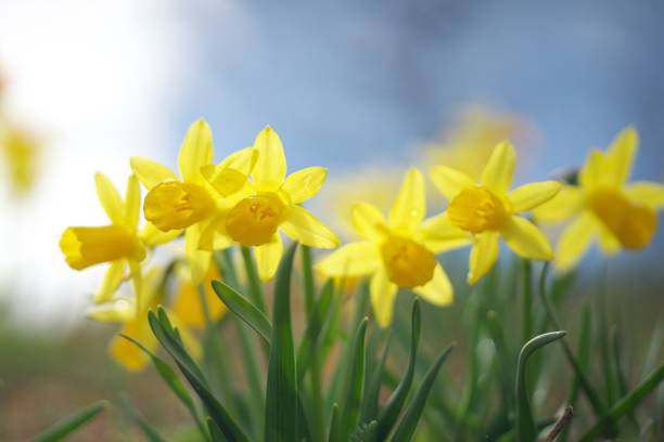 istock Beautifully blooming narcissus 1148556224