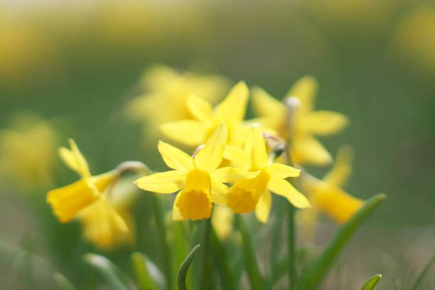istock Beautifully blooming narcissus 1148556234