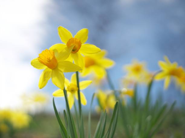 istock Beautifully blooming narcissus 1148556774