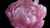 istock Time-lapse of Pink Peony Blooming 1148558033