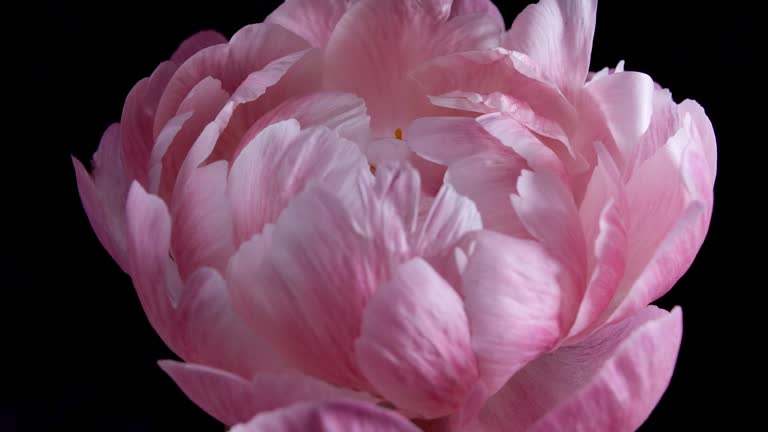 Time-lapse of Pink Peony Blooming