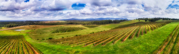d hv winnica wzgórze niskie patelnie - vineyard hunter valley australia vine zdjęcia i obrazy z banku zdjęć