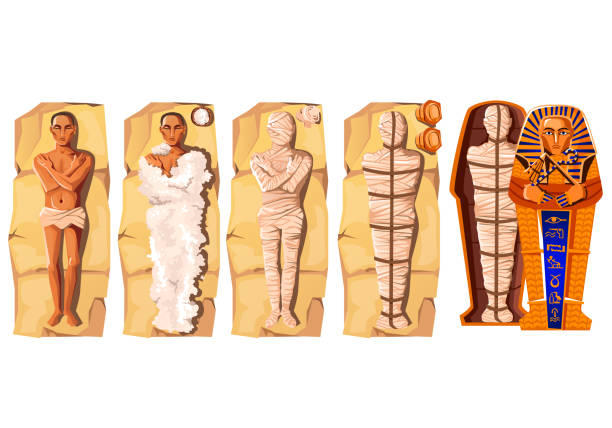 Mummy creation cartoon vector illustration Mummy creation cartoon vector illustration. Stages of mummification process, embalming dead body, wrapping it with cloth and placing in Egyptian sarcophagus. Traditions of ancient Egypt, cult of dead mummified stock illustrations