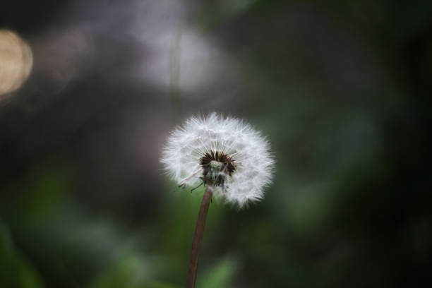 istock Isolated photo of dandelion pluff 1148561100