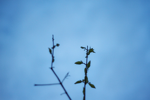 Close-up of tree branch, dark green leaves, blue background and selective focus