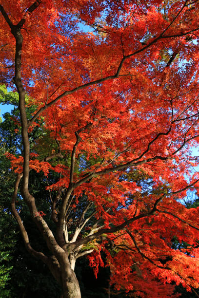 istock Looking up in the autumn forest 1148563437