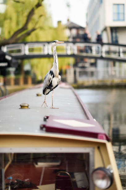 Heron or ardea cinerea in Little Venice, Camden town, London, UK Heron or ardea cinerea on the roof of a boat in Little Venice, Camden town, London, UK small houseboats stock pictures, royalty-free photos & images