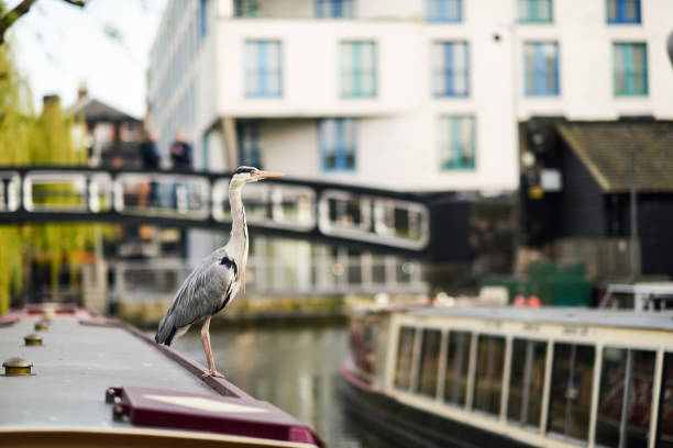Heron or ardea cinerea in Little Venice, Camden town, London, UK Heron or ardea cinerea on the roof of a boat in Little Venice, Camden town, London, UK small houseboats stock pictures, royalty-free photos & images